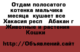 Отдам полосатого котенка мальчика 2 месяца, кушает все - Хакасия респ., Абакан г. Животные и растения » Кошки   